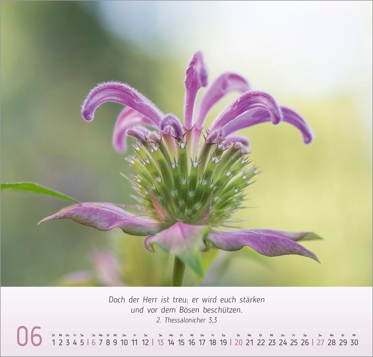 Wandkalender - Gesichter der Natur 2027
