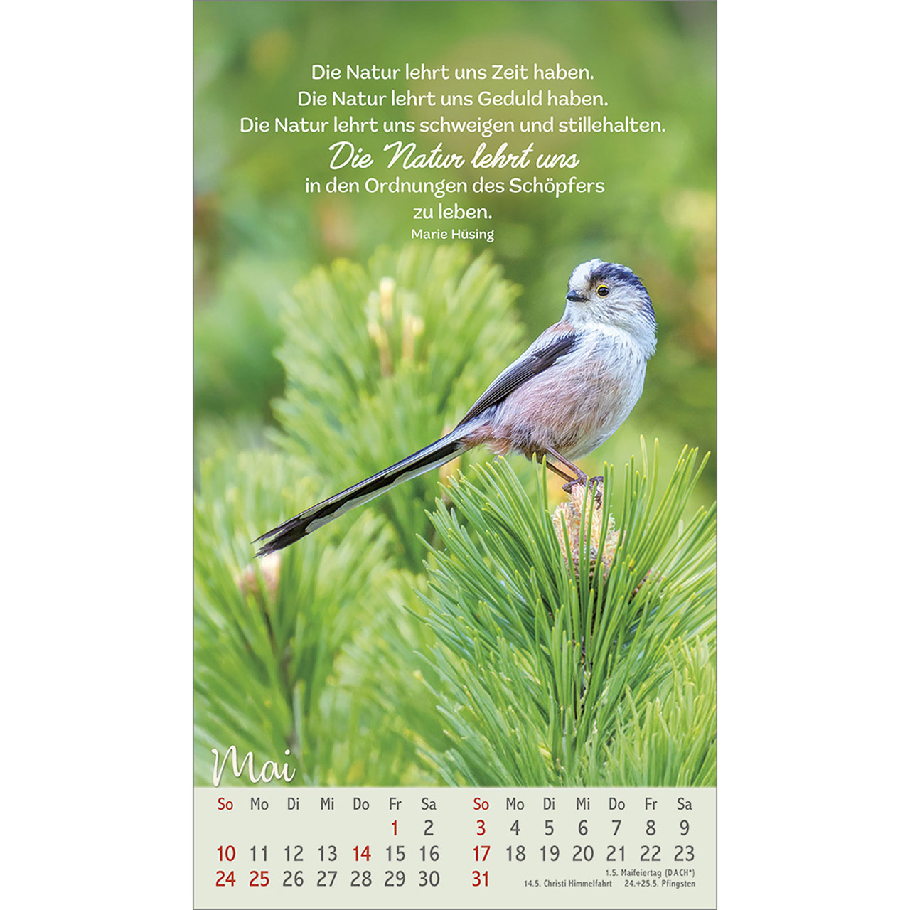 Postkartenkalender - Beflügelt und geborgen 2026