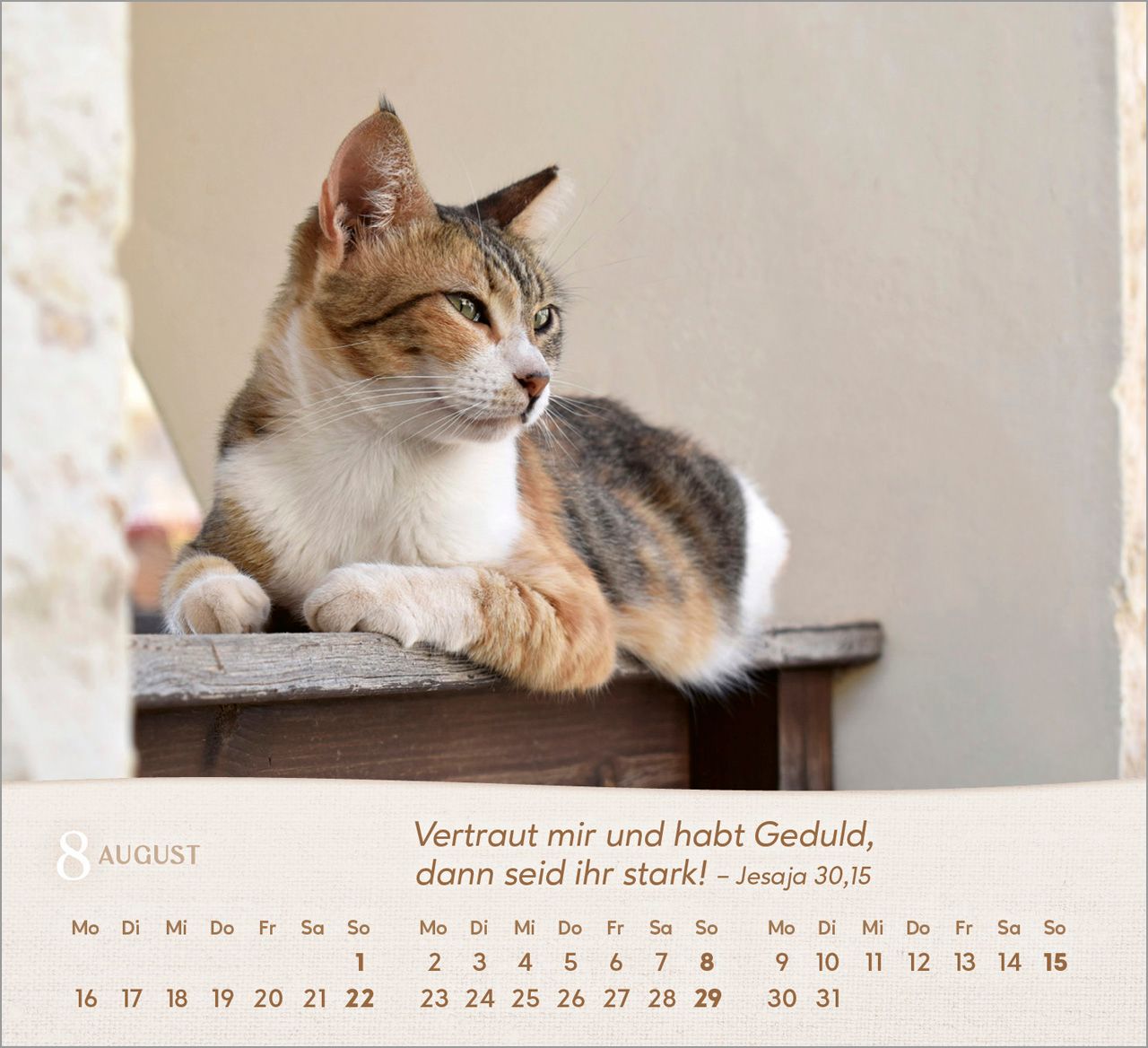 Tischkalender - Katzen 2027