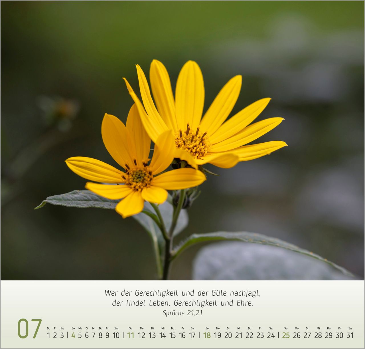 Wandkalender - Gesichter der Natur 2027
