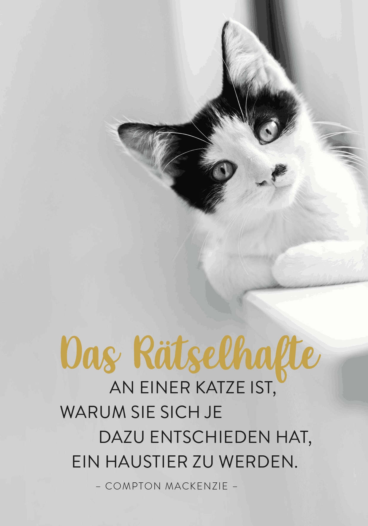 Buchkalender - Für Katzenfreunde 2027