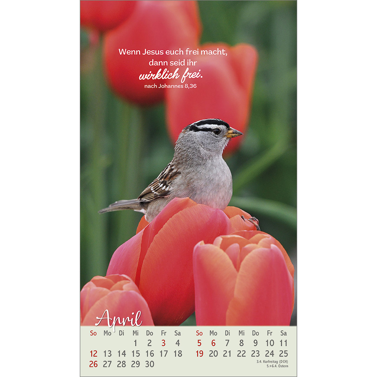 Postkartenkalender - Beflügelt und geborgen 2026