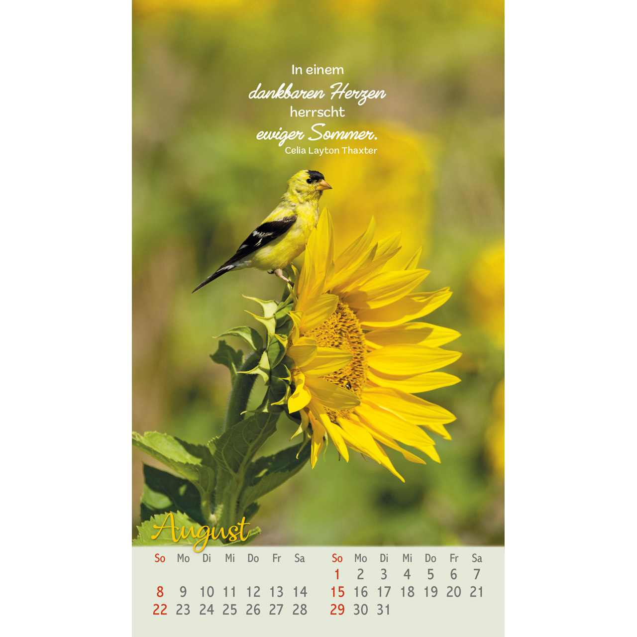 Postkartenkalender - Beflügelt und geborgen 2027