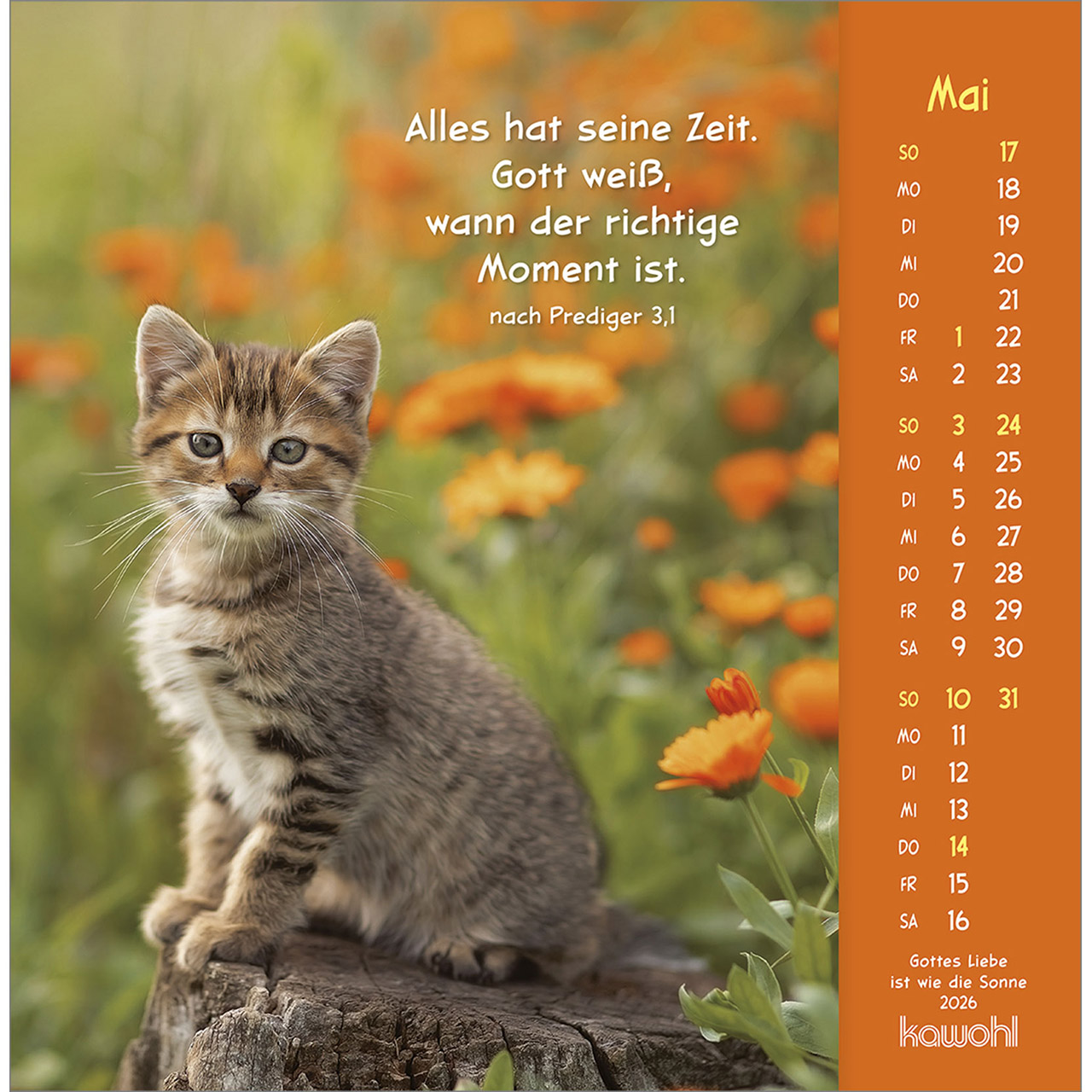 Postkartenkalender - Gottes Liebe ist wie die Sonne 2026 - Hase Kaninchen weiß