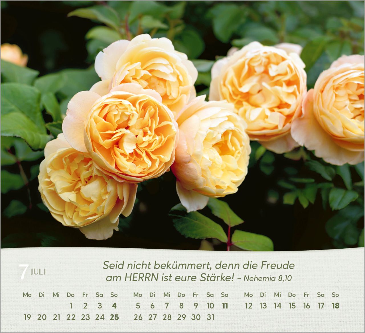Tischkalender - Rosen 2027