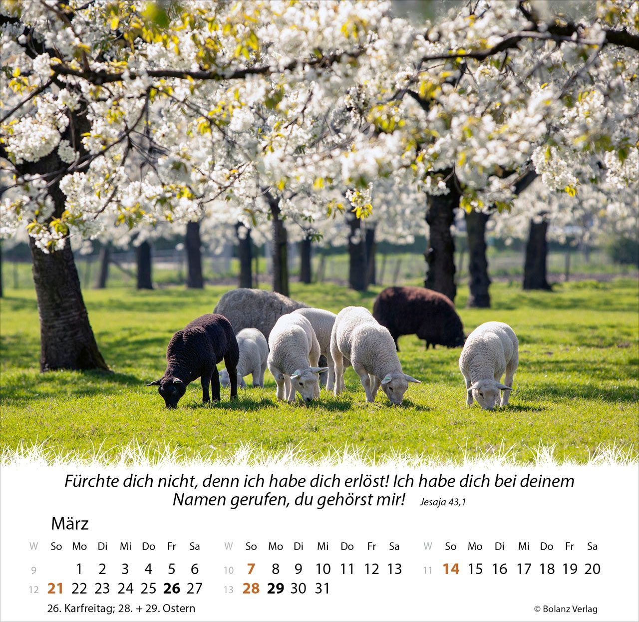 Tischkalender - Ein Leben für die Schafe 2027 Tischkalender