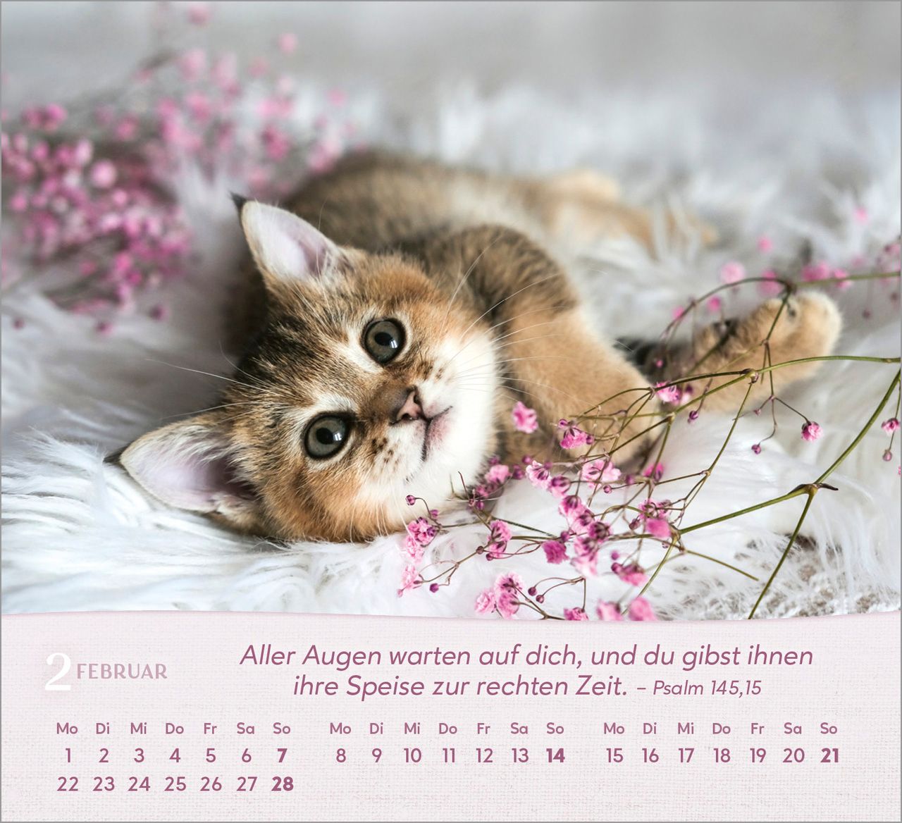 Tischkalender - Katzen 2027