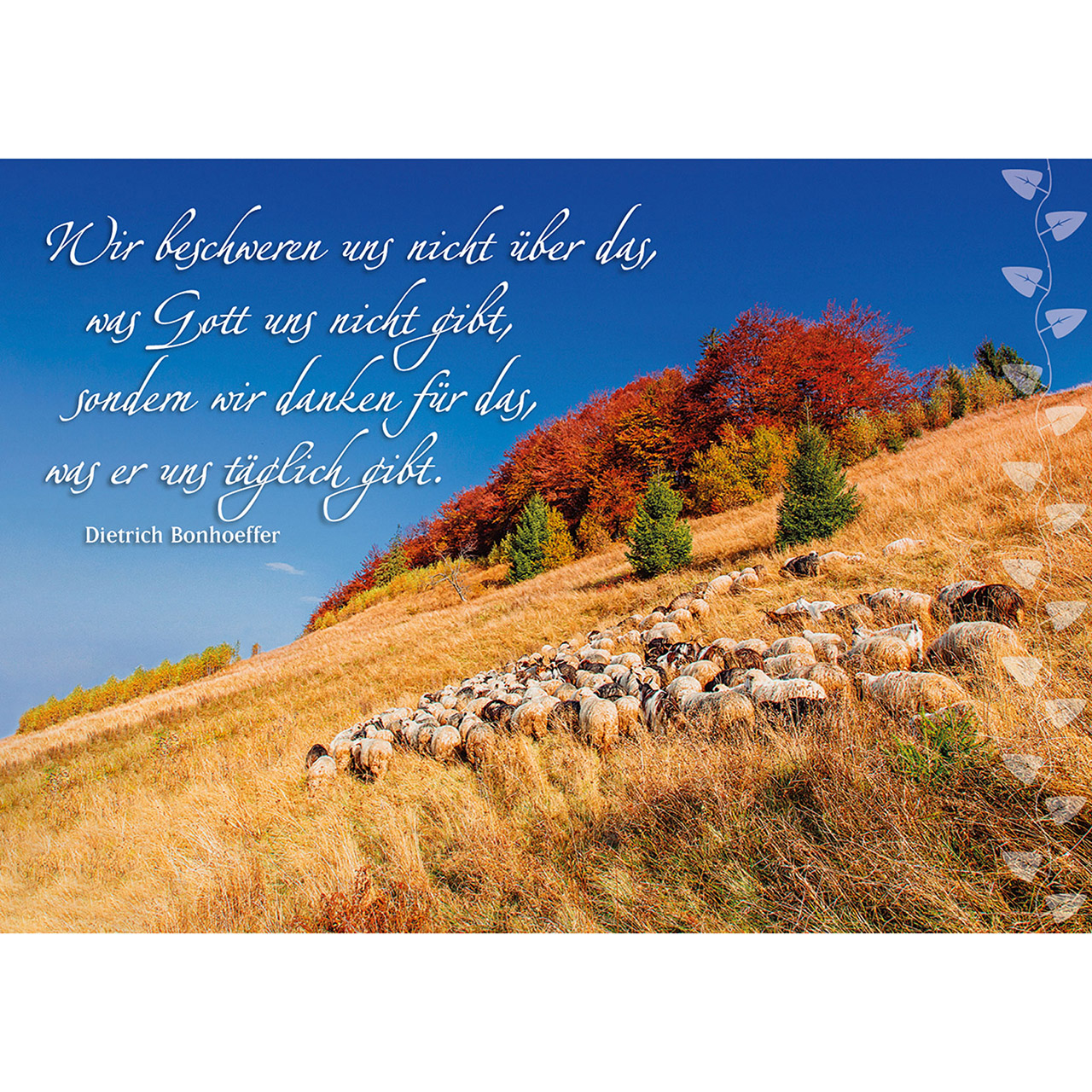 Postkarten-Buch - Der gute Hirte führt uns - Schafe / Lämmer