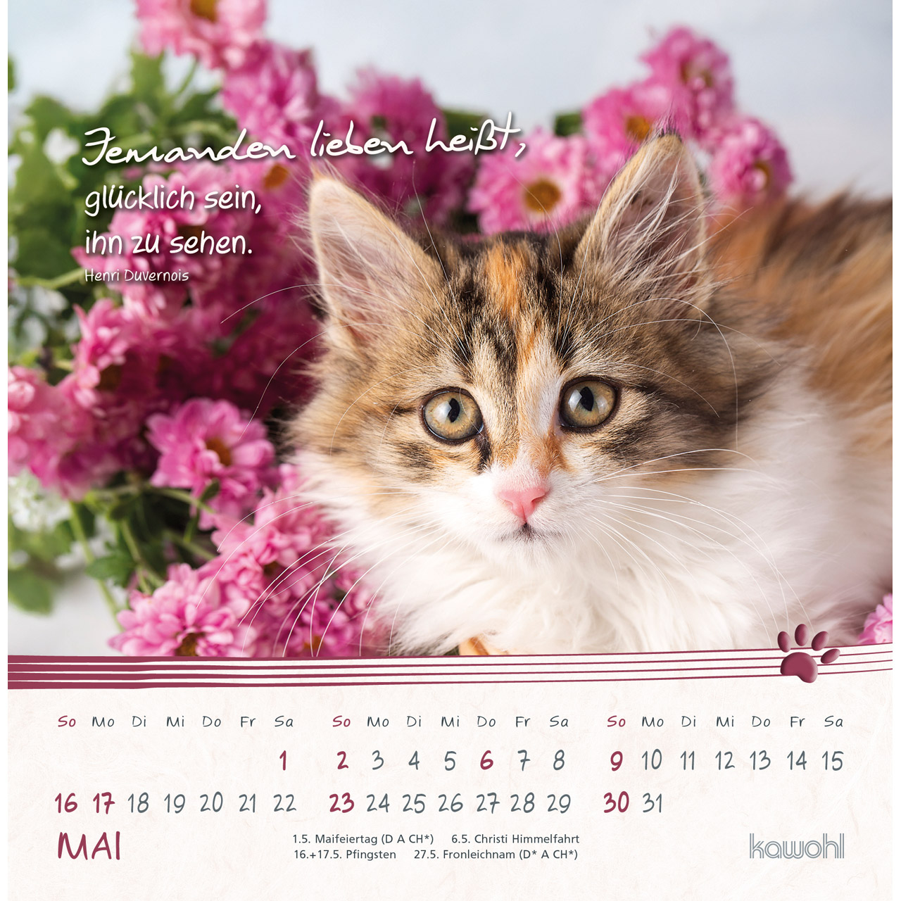 Postkartenkalender - Kleine Katzen-Tatzen 2027