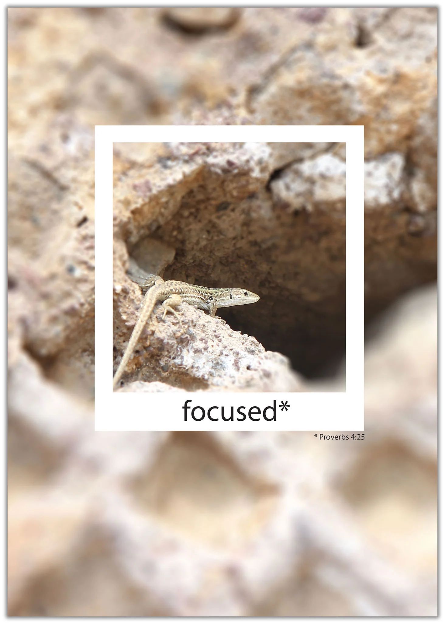 Poster - Poster A3 'focused' Proverbs 4:25 - Eidechse Felsen