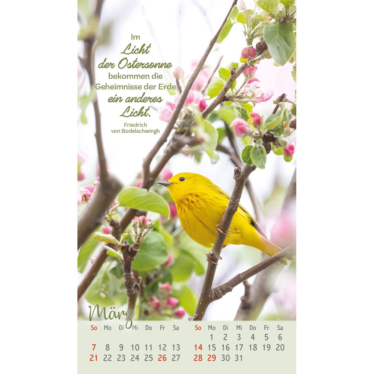 Postkartenkalender - Beflügelt und geborgen 2027