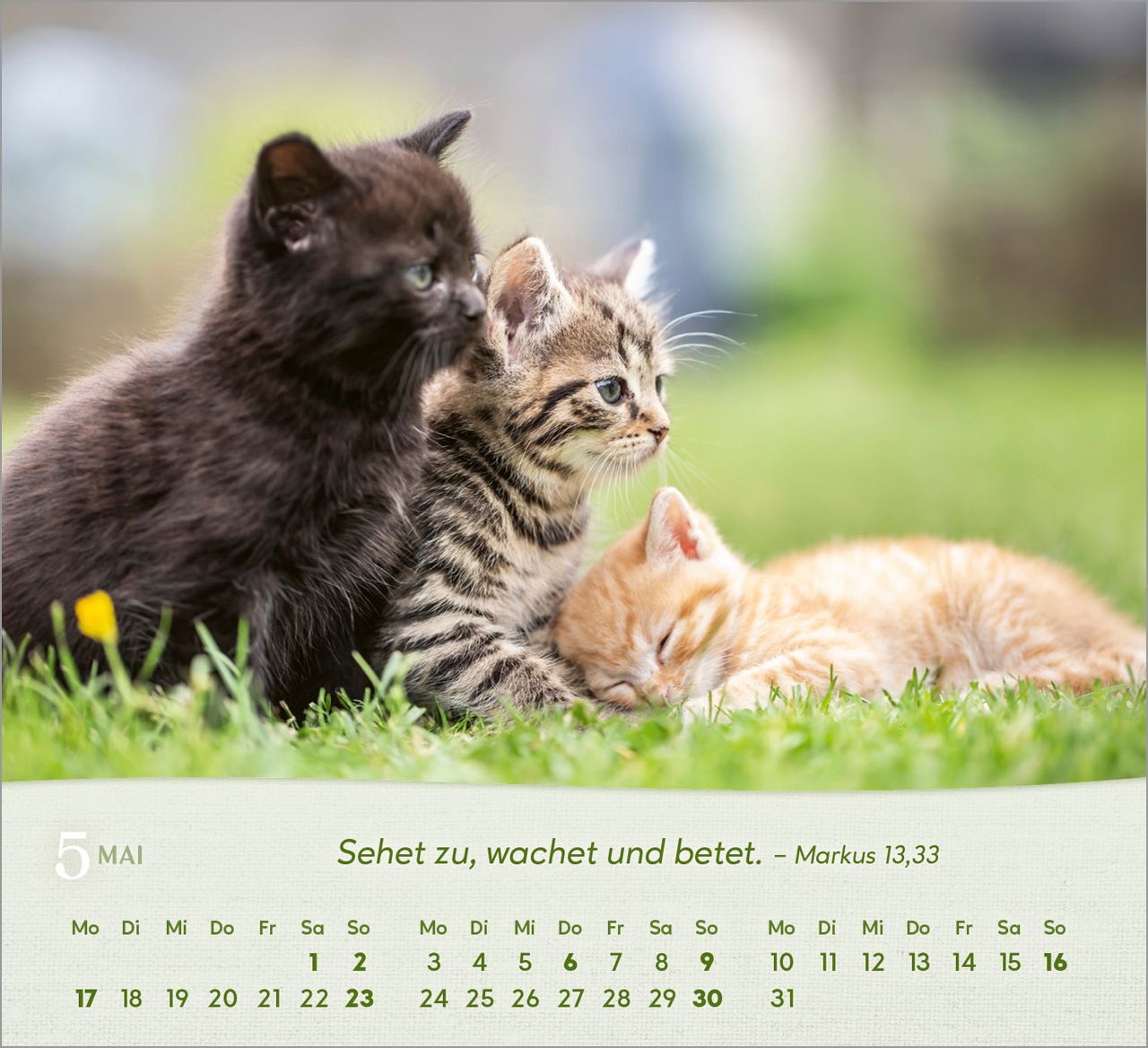 Tischkalender - Katzen 2027