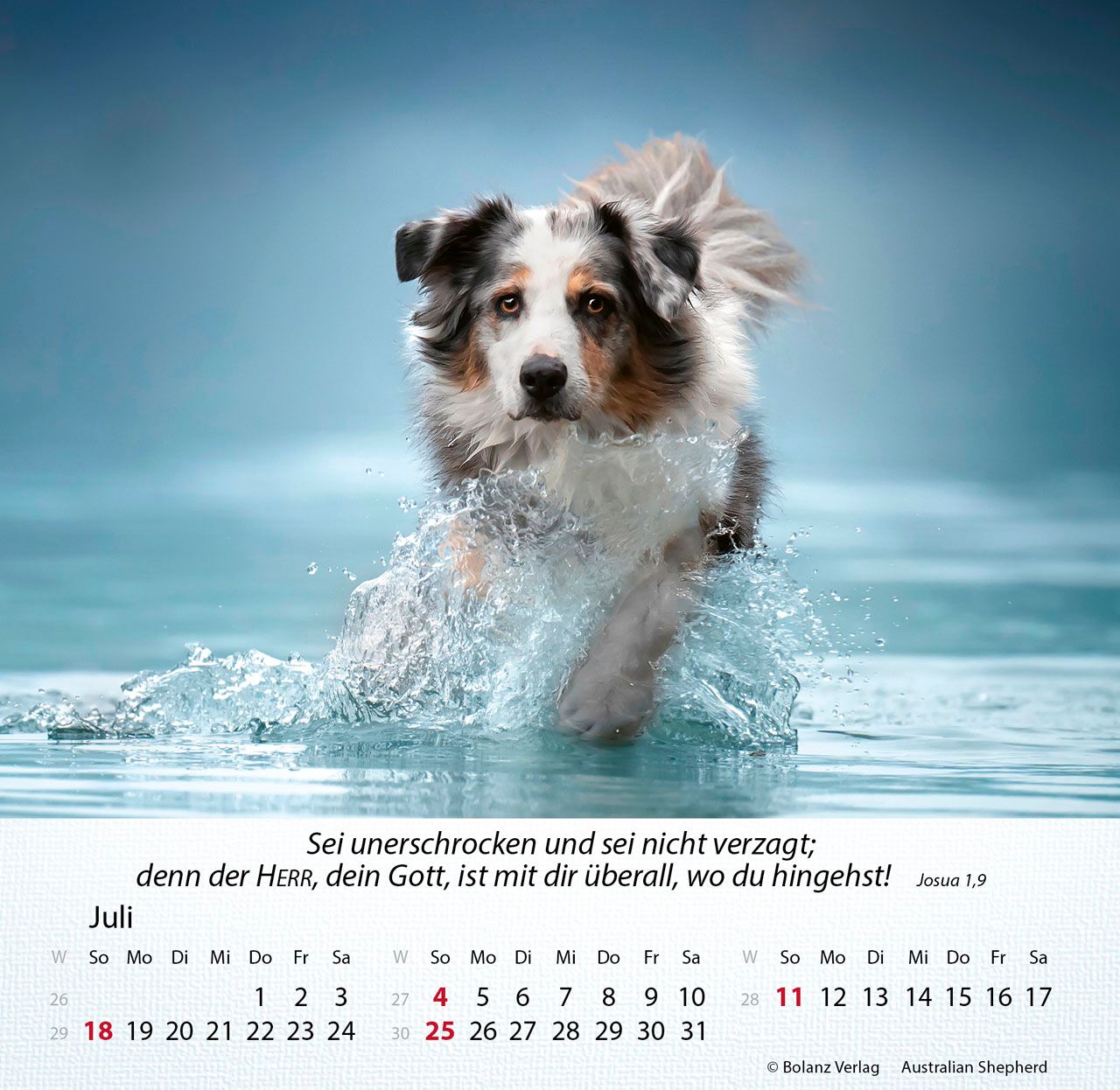 Tischkalender - Hunde 2027 Tischkalender