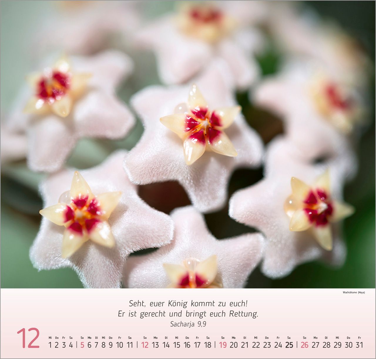 Wandkalender - Blumen-Impressionen 2027 Wandkalender