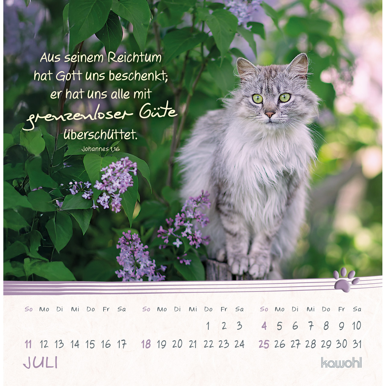 Postkartenkalender - Kleine Katzen-Tatzen 2027
