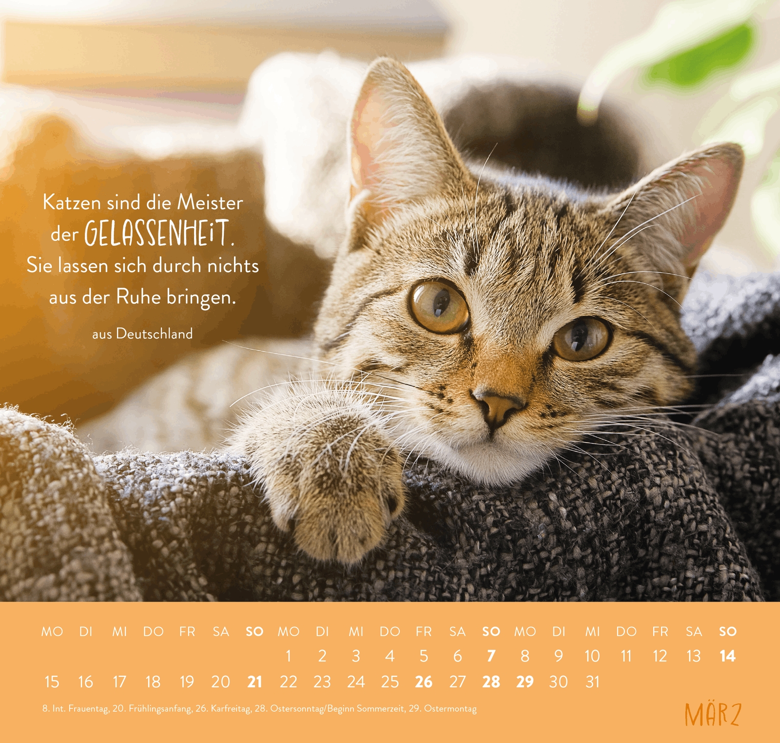 Wandkalender - Für Katzenfreunde 2027