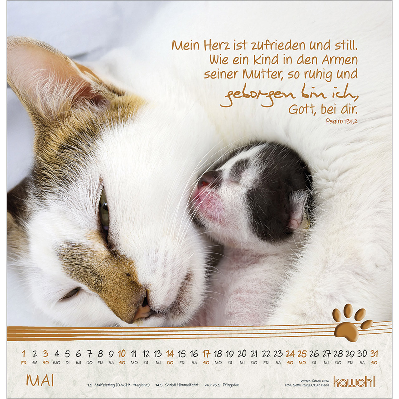 Wandkalender - Katzen-Tatzen 2026