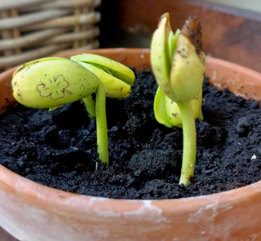 Saatgut - Glücksbohnen - Liebe