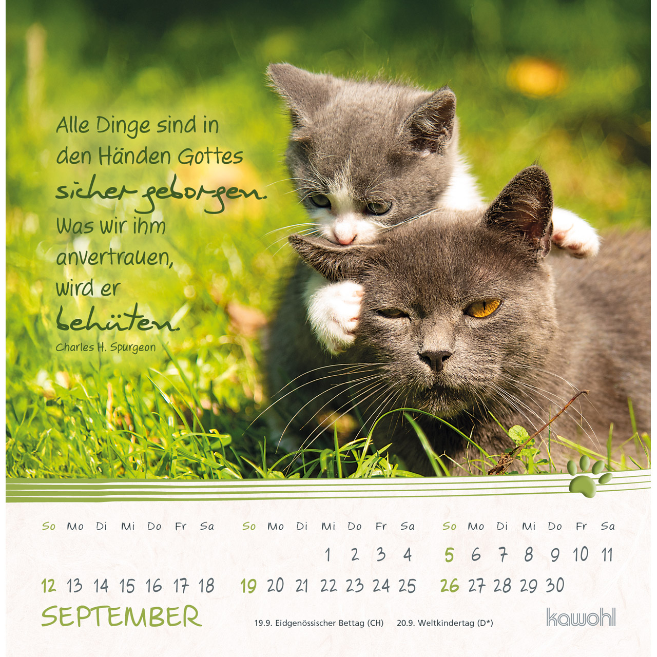 Postkartenkalender - Kleine Katzen-Tatzen 2027