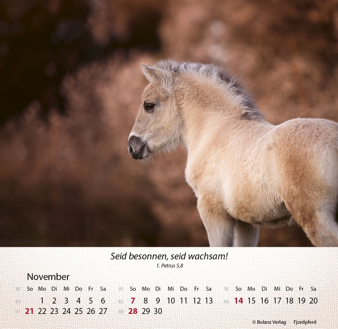 Tischkalender - Pferde 2027 Tischkalender