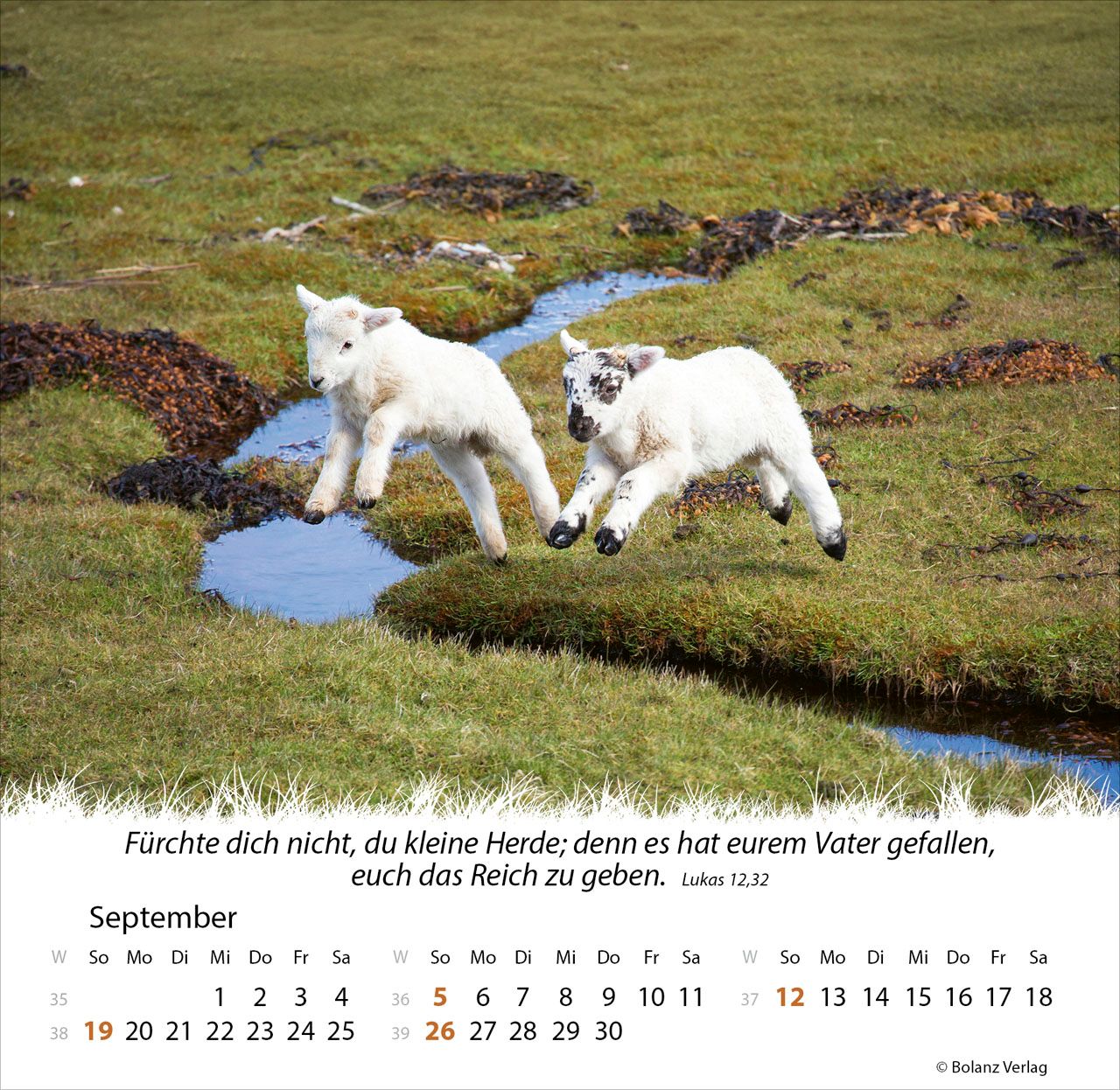 Tischkalender - Ein Leben für die Schafe 2027 Tischkalender