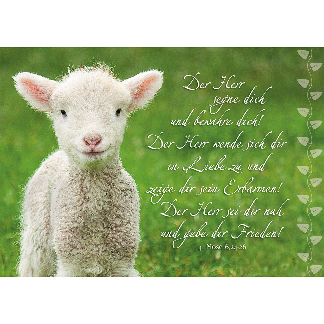 Postkarten-Buch - Der gute Hirte führt uns - Schafe / Lämmer