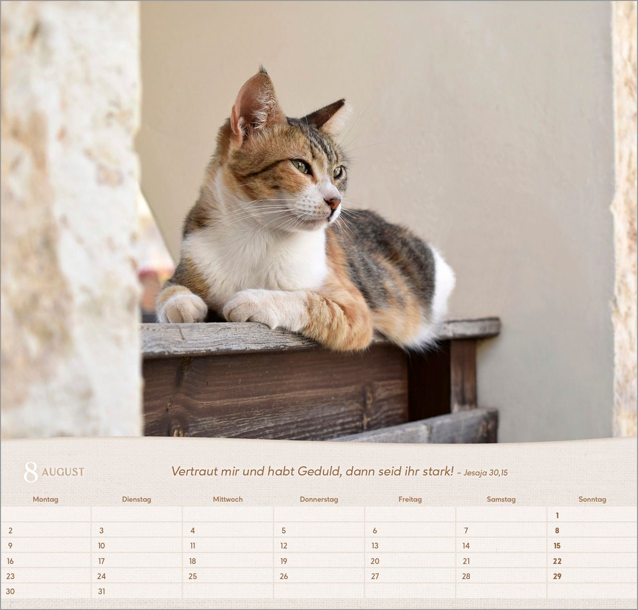Wandkalender - Katzen 2027 Wandkalender