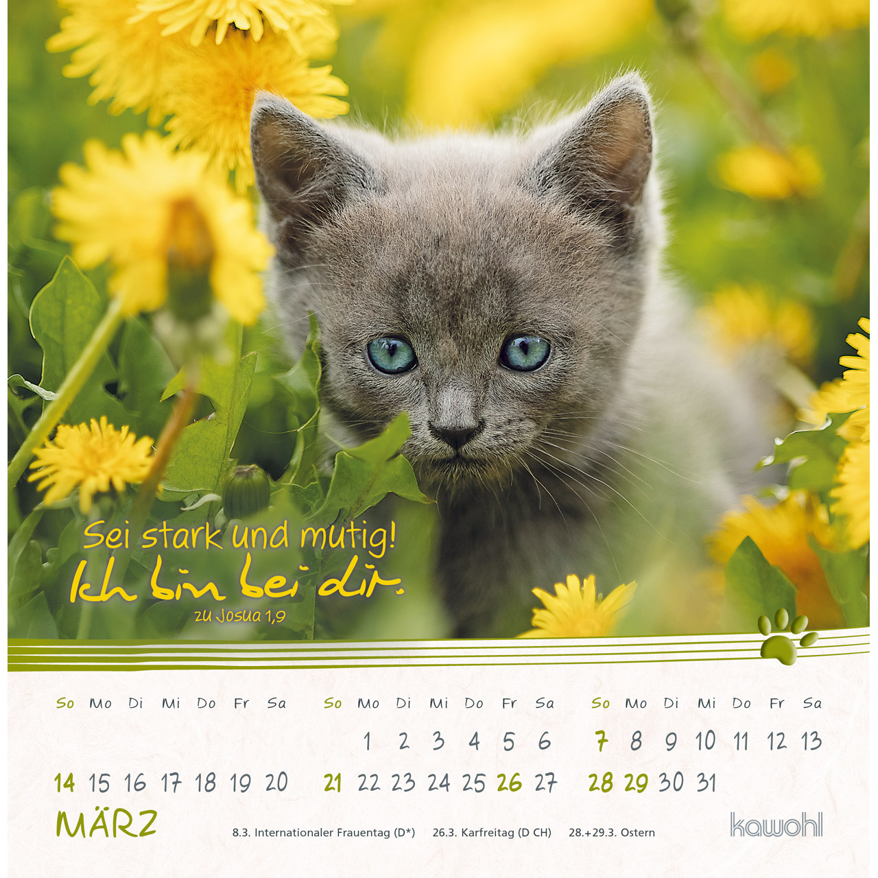 Postkartenkalender - Kleine Katzen-Tatzen 2027