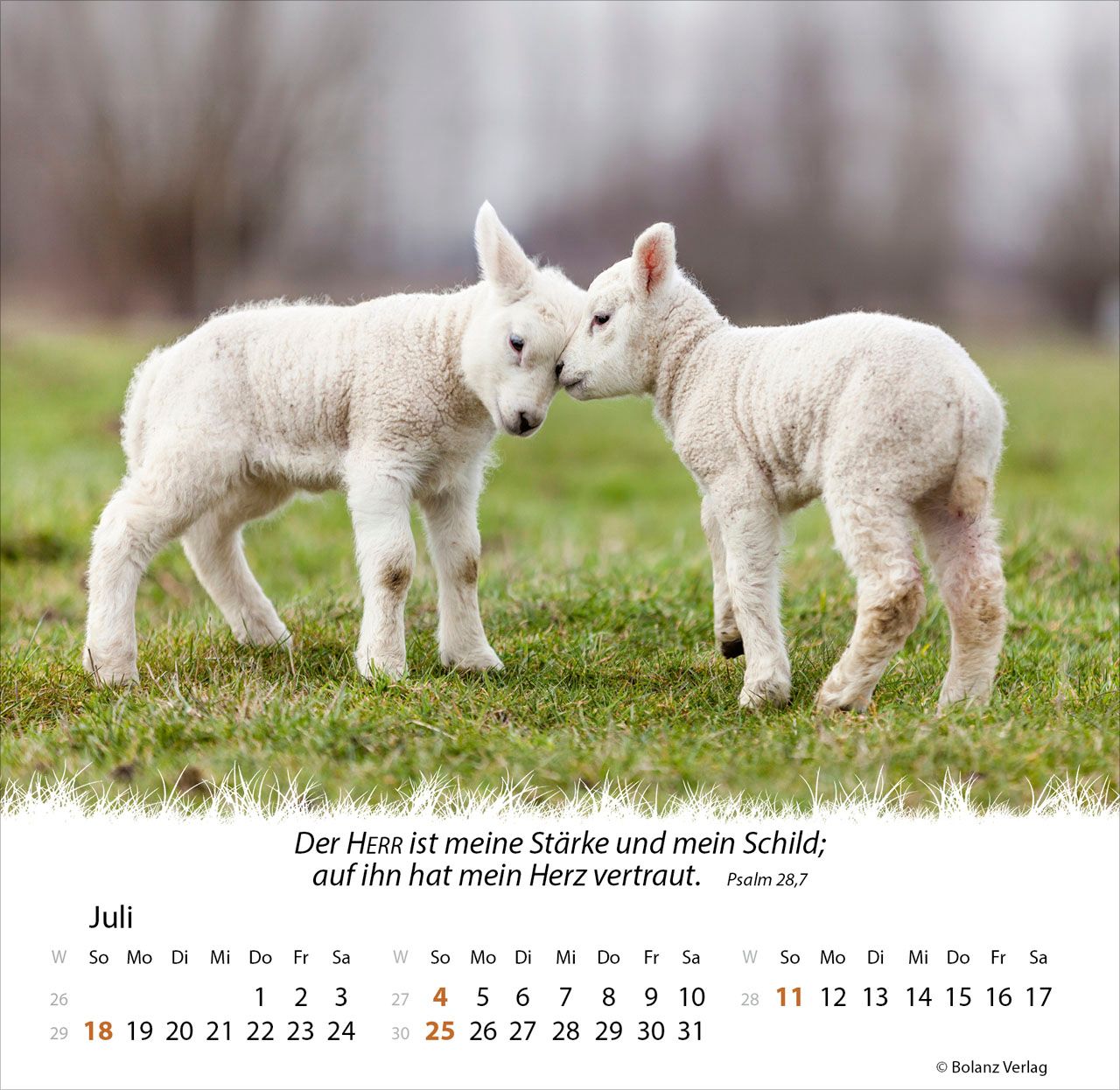 Tischkalender - Ein Leben für die Schafe 2027 Tischkalender