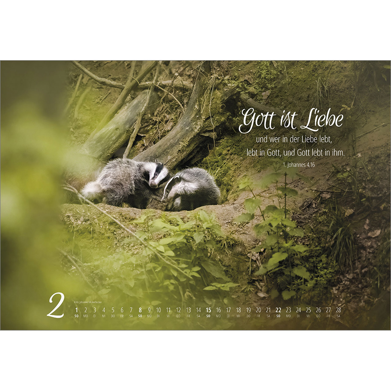 Wandkalender - Real Wildlife 2026