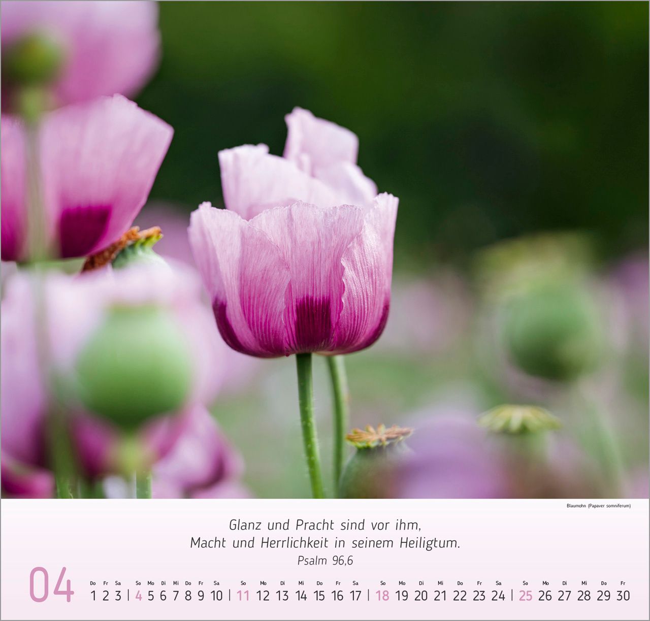Wandkalender - Blumen-Impressionen 2027 Wandkalender
