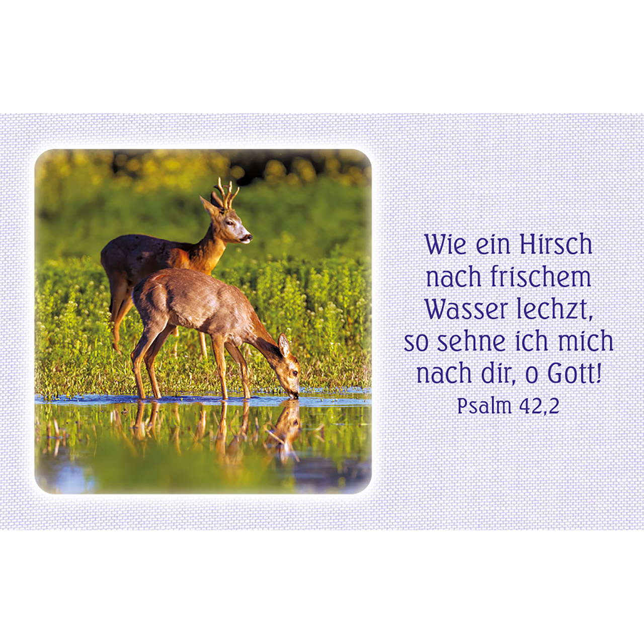 Karten-Box Kunststoff - Psalm-Gebete - Lavendelfeld