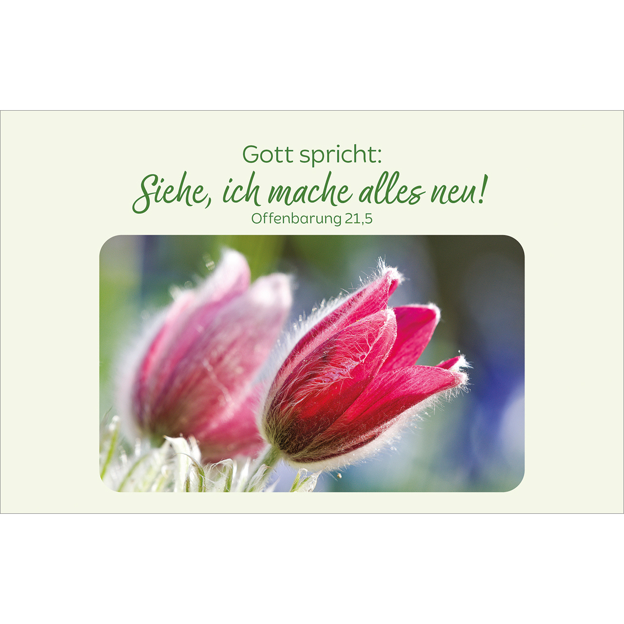 Karten-Box Kunststoff - Blütenreiche Bibelverse - Sonnenblumen