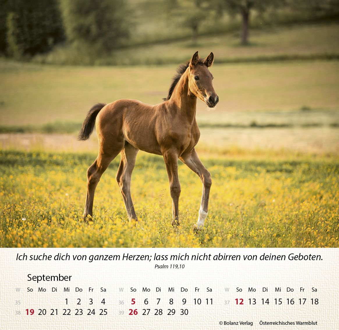 Tischkalender - Pferde 2027 Tischkalender