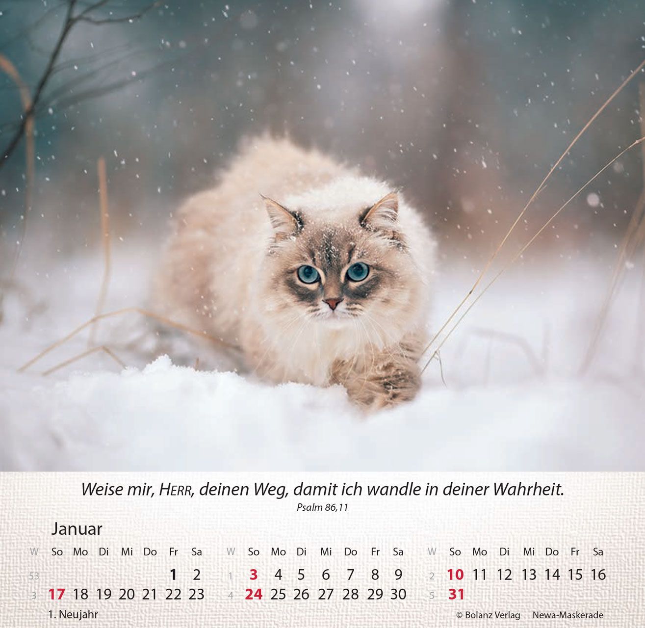 Tischkalender - Katzen 2027 Tischkalender
