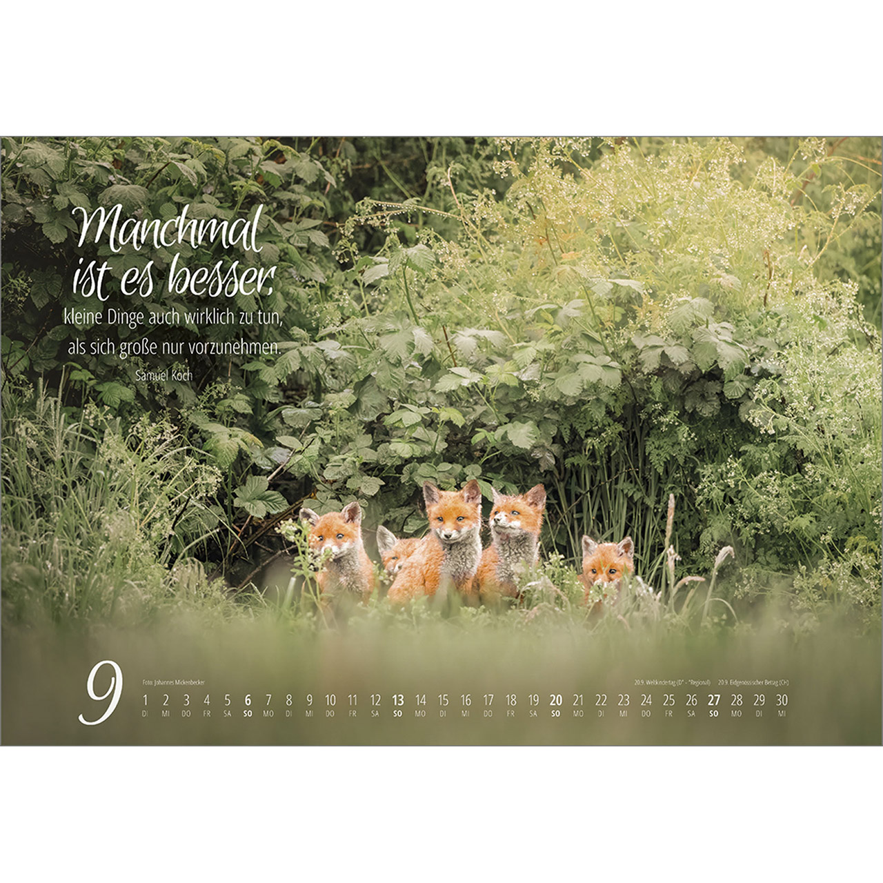 Wandkalender - Real Wildlife 2026