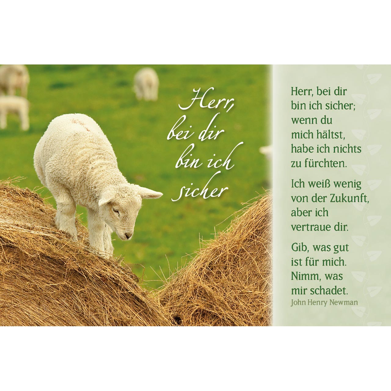 Mini-Karten-Buch - Geborgen in Gott - Schaf-Motive