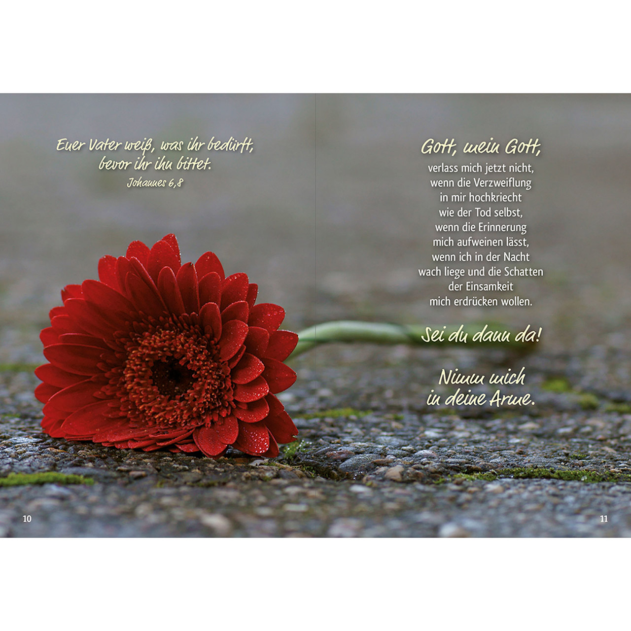 Grußheft - Trost für dich - Rose