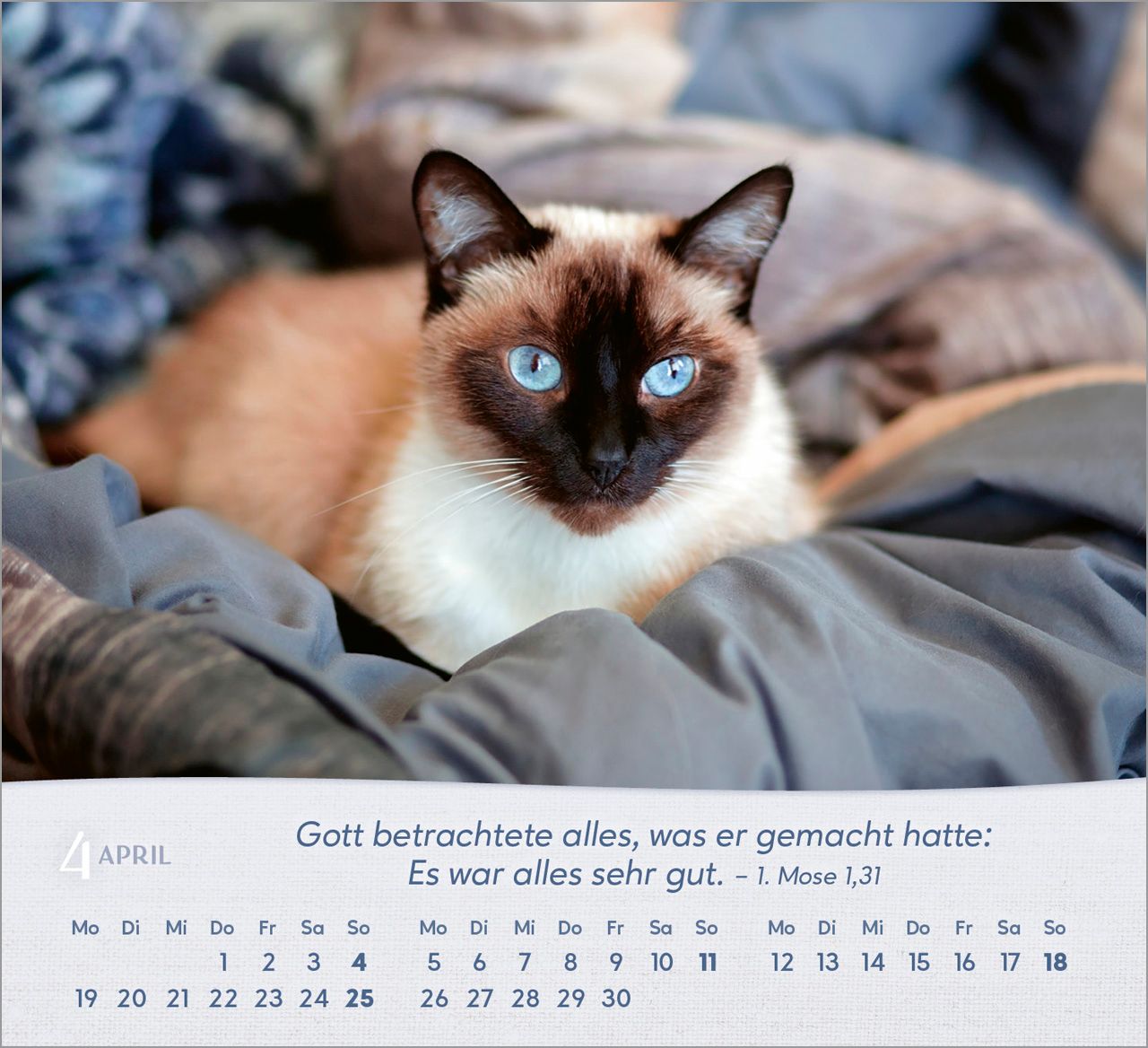 Tischkalender - Katzen 2027