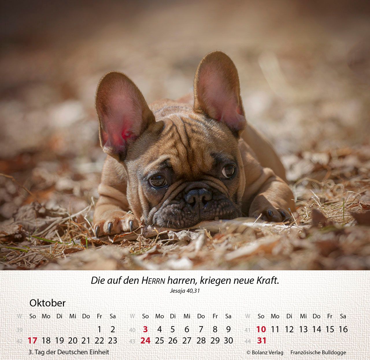 Tischkalender - Hunde 2027 Tischkalender