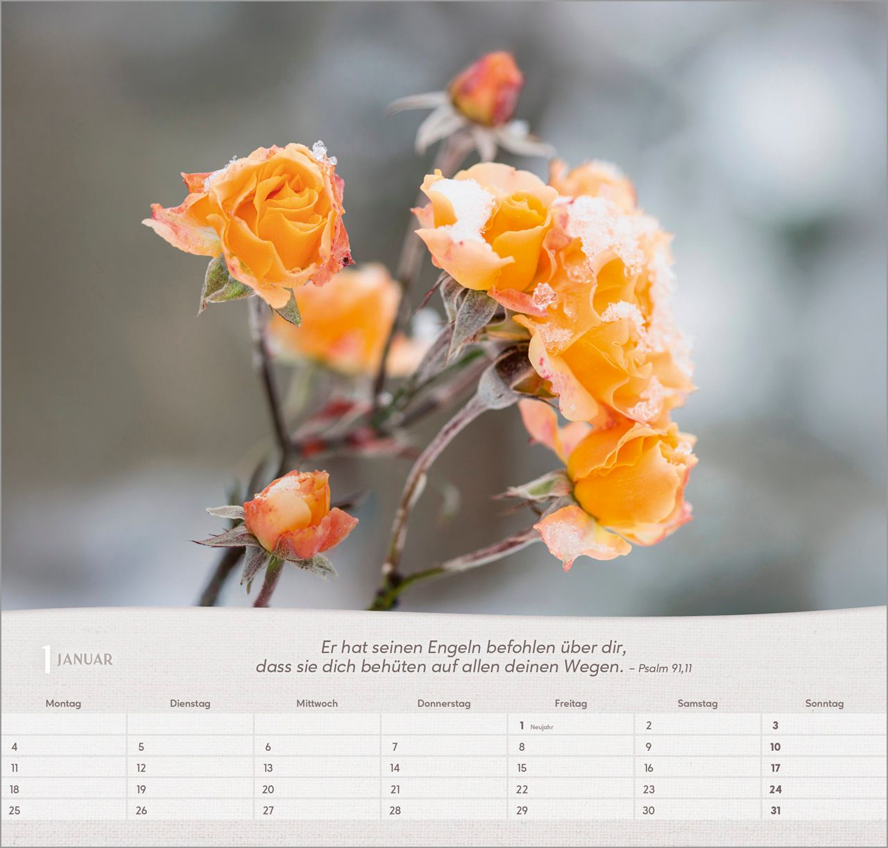 Wandkalender - Rosen 2027 Wandkalender