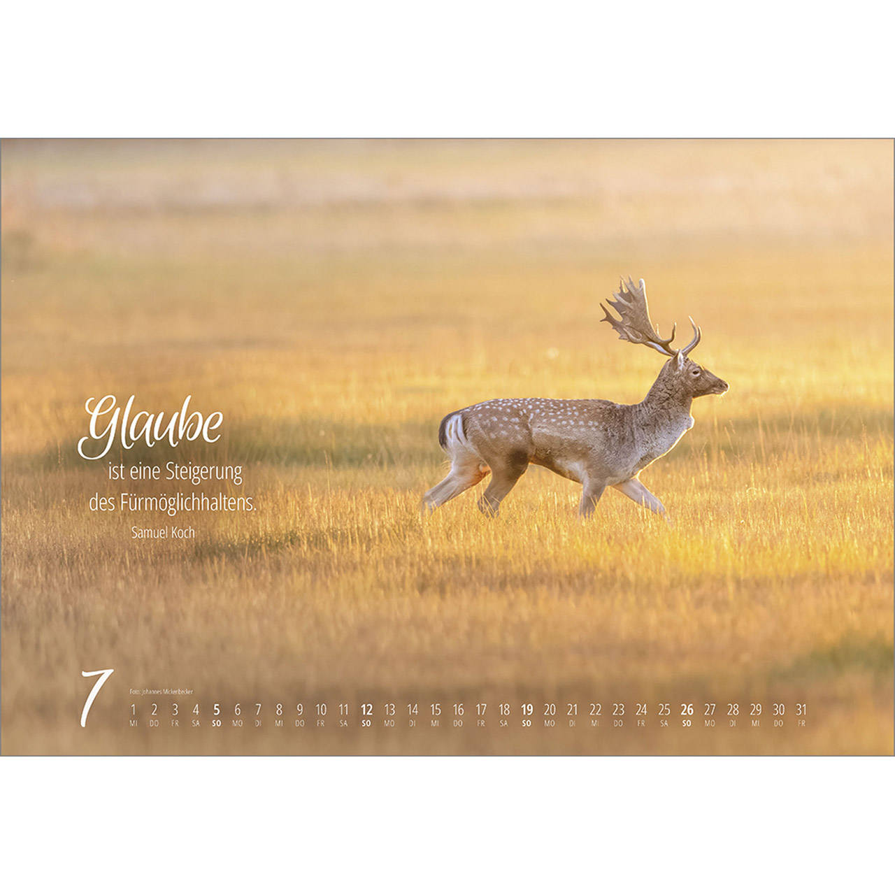 Wandkalender - Real Wildlife 2026