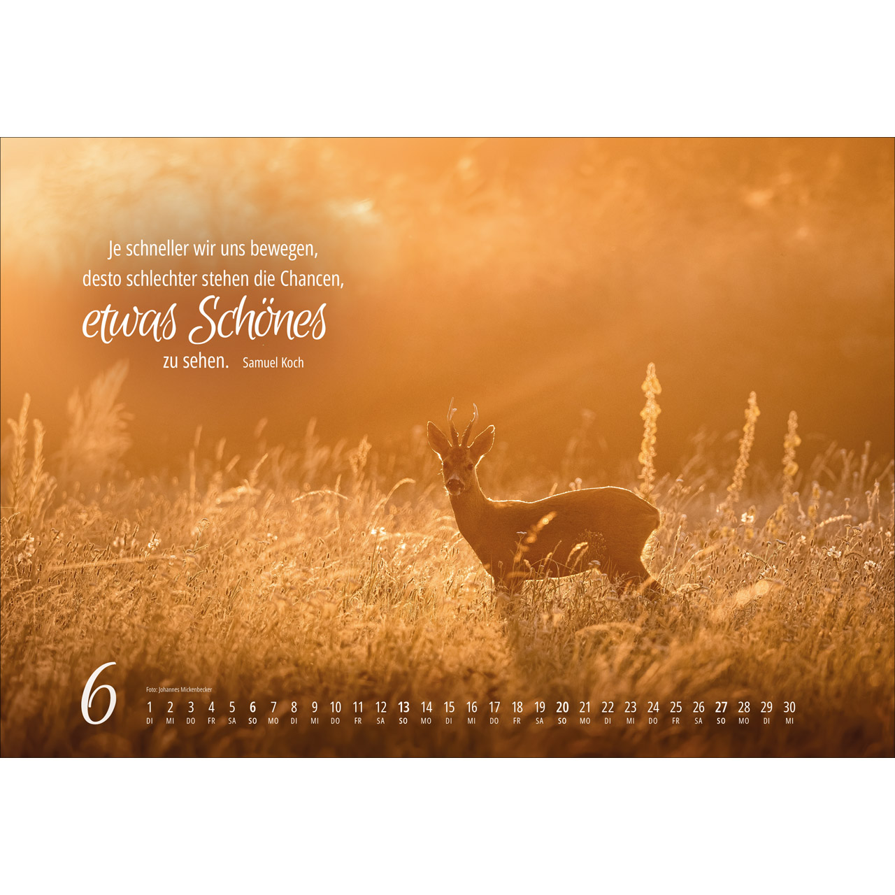 Wandkalender - Real Wildlife 2027