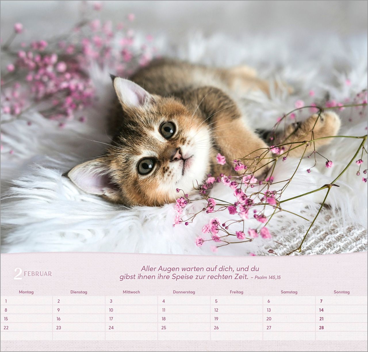 Wandkalender - Katzen 2027 Wandkalender