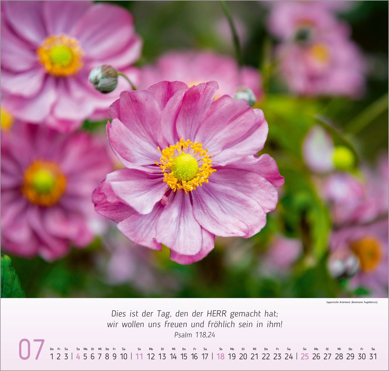 Wandkalender - Blumen-Impressionen 2027 Wandkalender