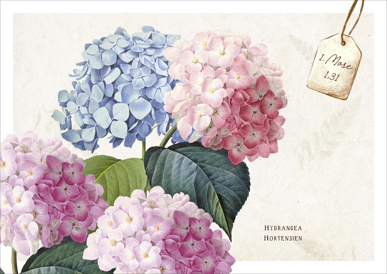 Karten-Box Papier - Postkartenbox "Meisterwerke des Schöpfer" - Igel