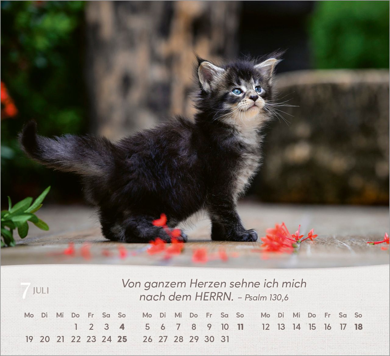 Tischkalender - Katzen 2027