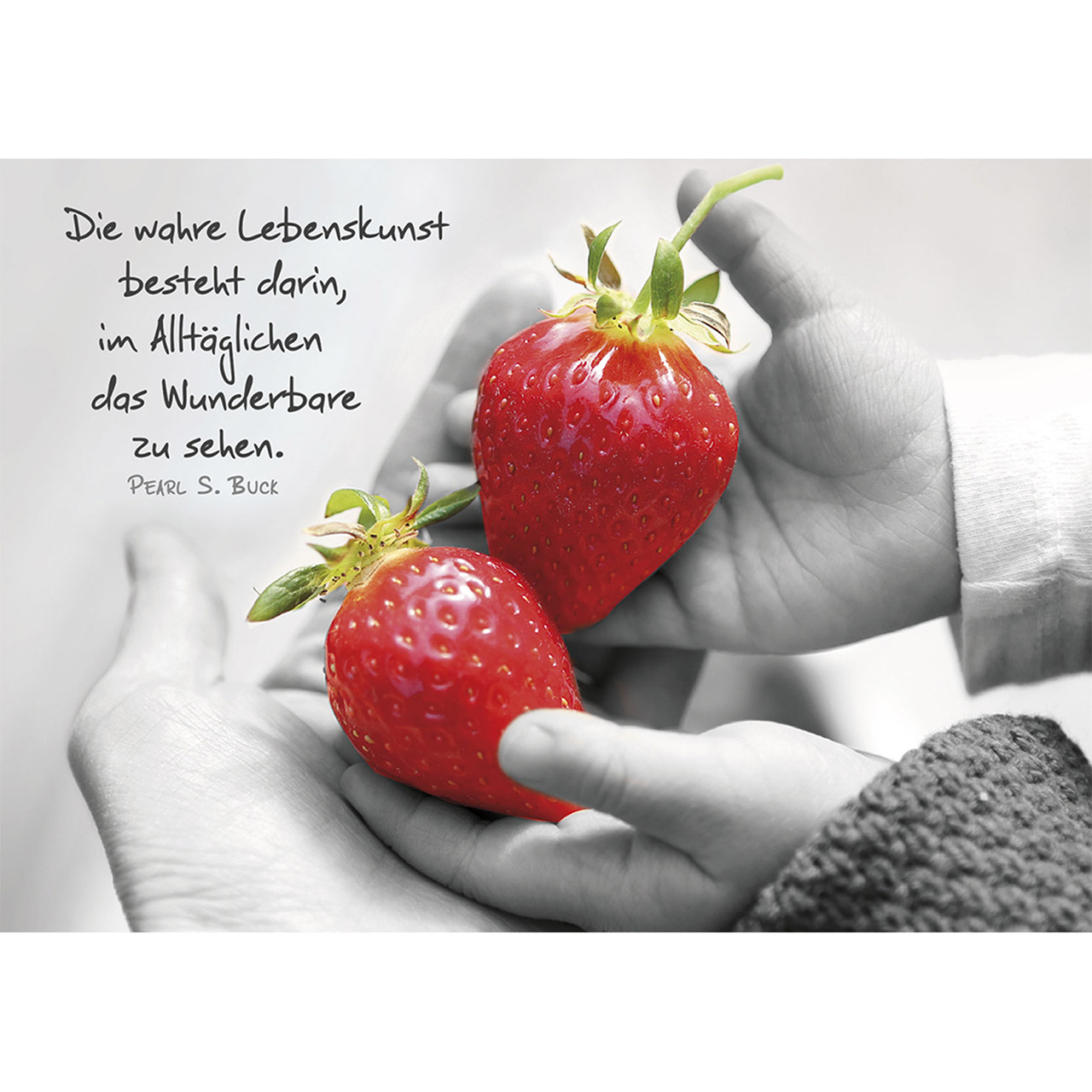 Aufstellbuch - Kleine Wunder, die berühren - Rose