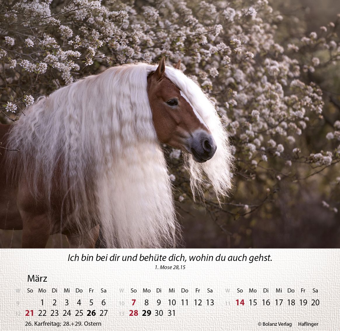 Tischkalender - Pferde 2027 Tischkalender