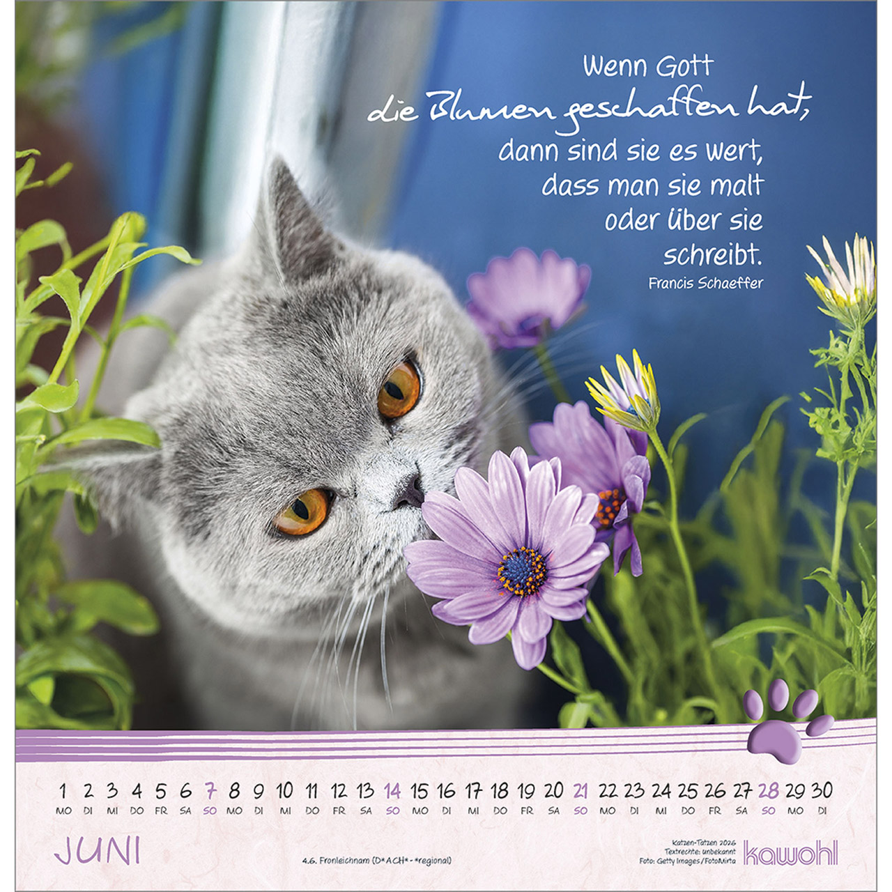 Wandkalender - Katzen-Tatzen 2026